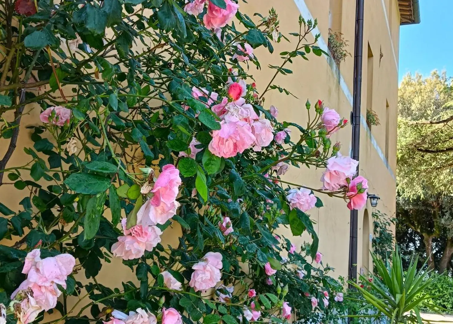 Borgo Villa Certano - Case Vacanza In Toscana Σιένα Κατάλυμα σε φάρμα